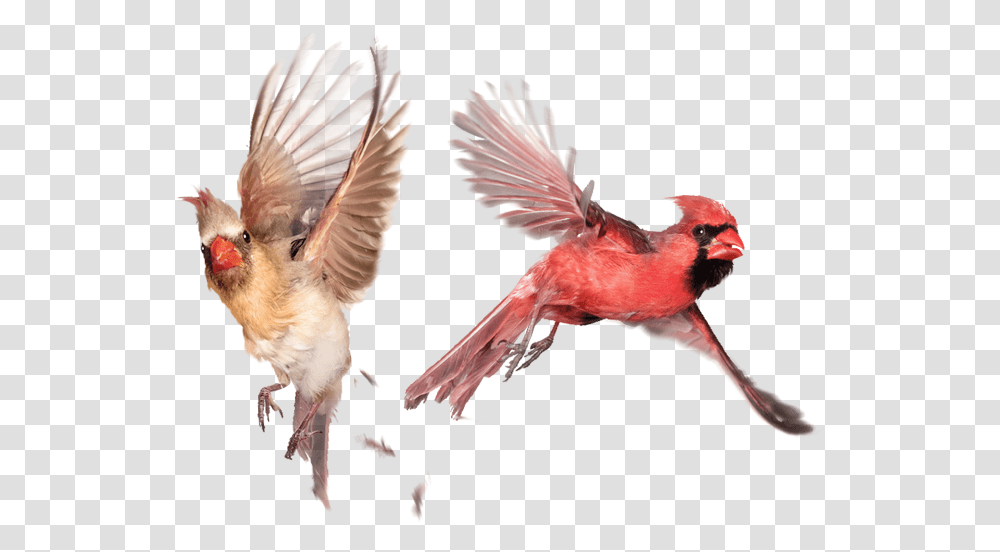 Therapy Servicesgendersexualityissuescardinals Simple Cardinal Bird Flying, Animal Transparent Png