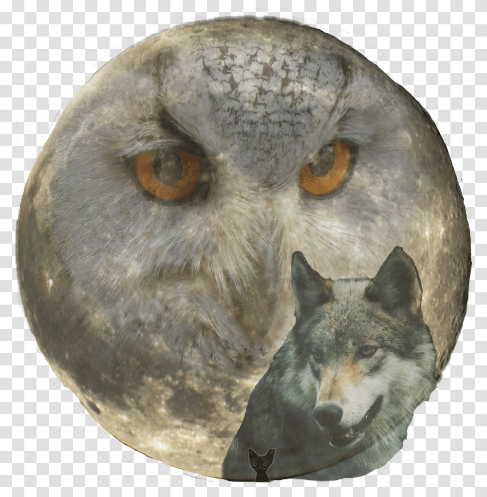 There Are Eyes Watching, Animal, Owl, Bird, Dog Transparent Png