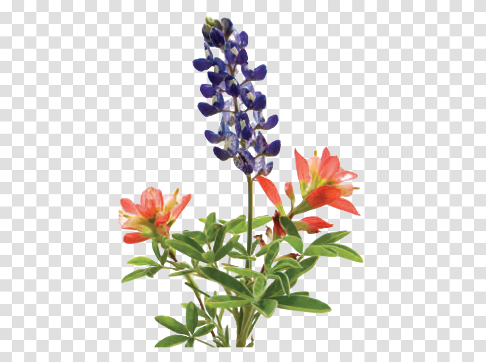 There Are Positive Features Of Lawns As Recreational Lupine And Indian Paintbrush Tattoo, Plant, Flower, Blossom, Petal Transparent Png