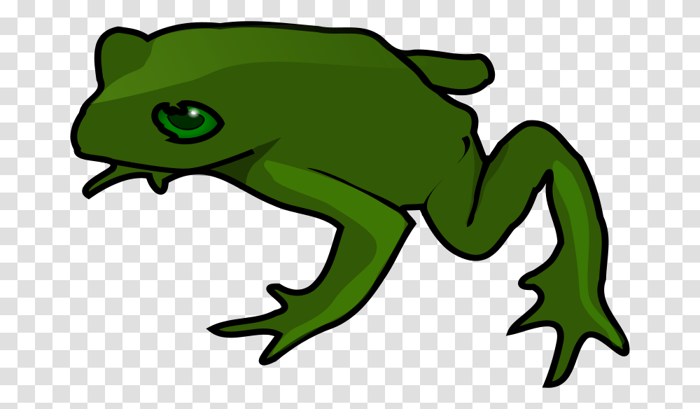 TheresaKnott Frog, Animals, Amphibian, Wildlife, Tree Frog Transparent Png