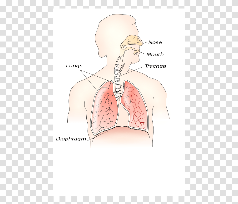 TheresaKnott Respiratory System, Technology, Shoulder, Neck, Plot Transparent Png