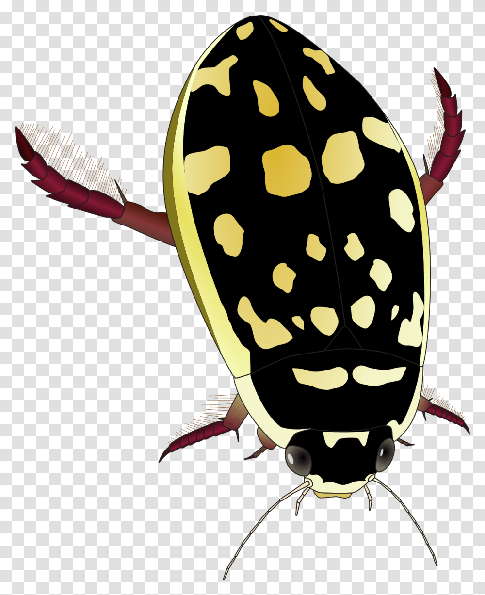 Thermonectus Marmoratus Wikipedia Yellow And Black Water Beetle, Animal, Insect, Invertebrate, Wasp Transparent Png