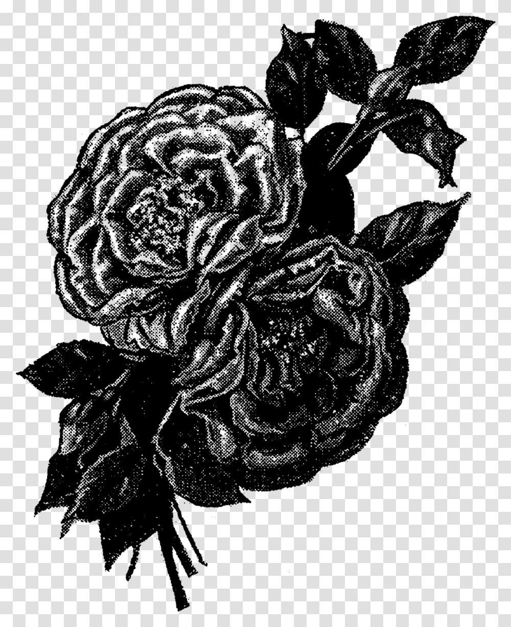 These Are All Pretty Vintage Rose Images With Leaves Garden Roses, Outer Space, Astronomy, Universe, Nature Transparent Png