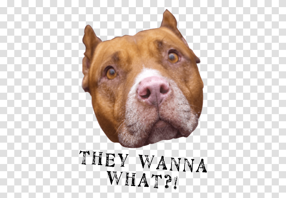 They Wanna What2 Pit Bull, Snout, Pitbull, Bulldog, Pet Transparent Png