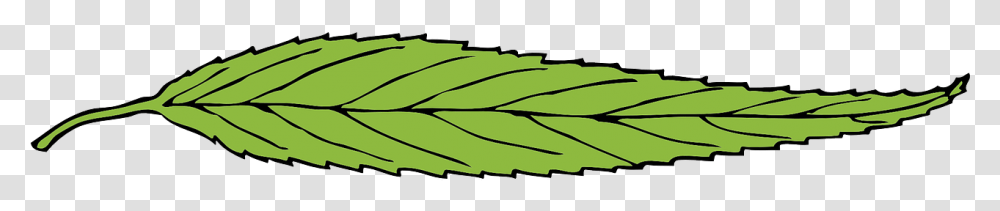 Thin Leaf, Plant, Animal Transparent Png