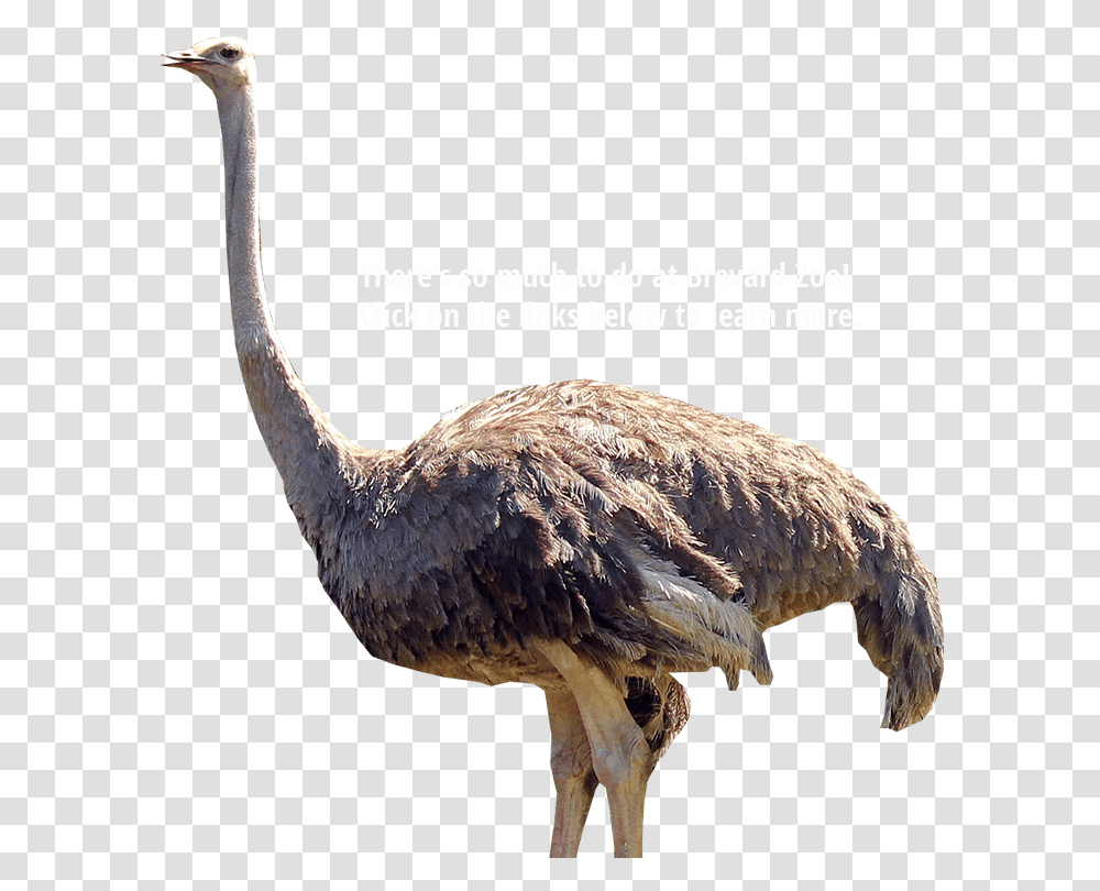 Things On Background, Bird, Animal, Ostrich Transparent Png