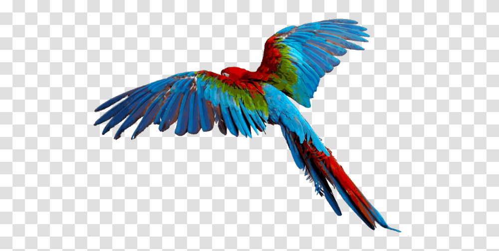Things With Wings Clipart, Bird, Animal, Macaw, Parrot Transparent Png