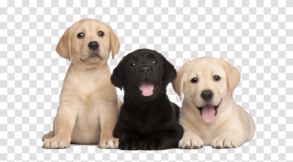 Things You Need To Know Before Bringing Home A Puppy, Labrador Retriever, Dog, Pet, Canine Transparent Png