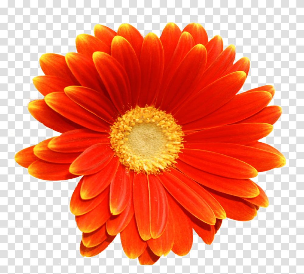 Thinking Of You, Plant, Flower, Blossom, Daisy Transparent Png