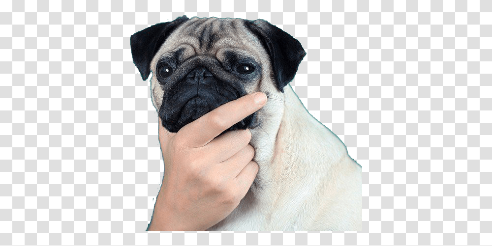 Thinkingpug Discord Emoji Thinking Pug, Dog, Pet, Canine, Animal Transparent Png
