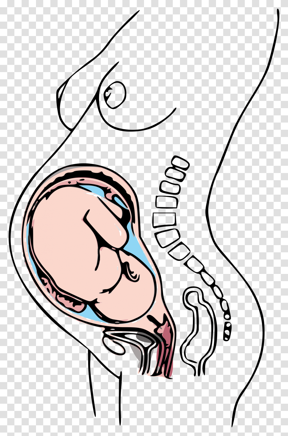 Third Trimester Pregnancy Icons, Hand, Fist Transparent Png