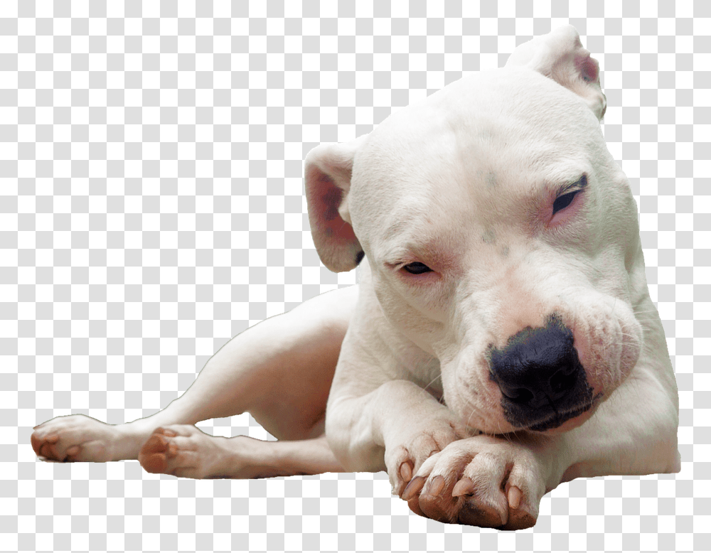 This Alt Value Should Not Be Empty If You Assign Primary Dogo Argentino, Pet, Canine, Animal, Mammal Transparent Png