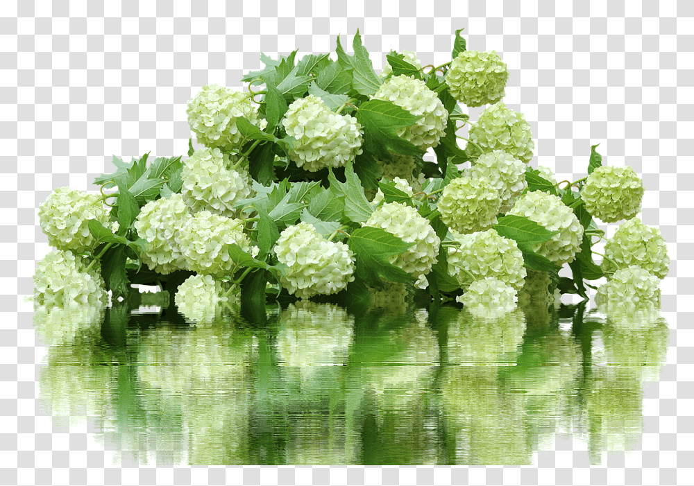 This Alt Value Should Not Be Empty If You Assign Primary Hydrangea Bush, Green, Plant, Water, Vegetation Transparent Png
