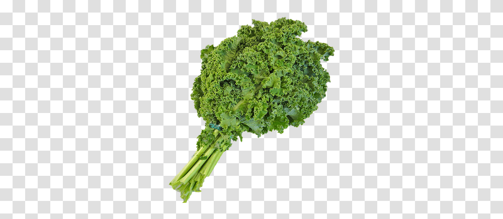 This Alt Value Should Not Be Empty If You Assign Primary Kale Background, Plant, Cabbage, Vegetable, Food Transparent Png