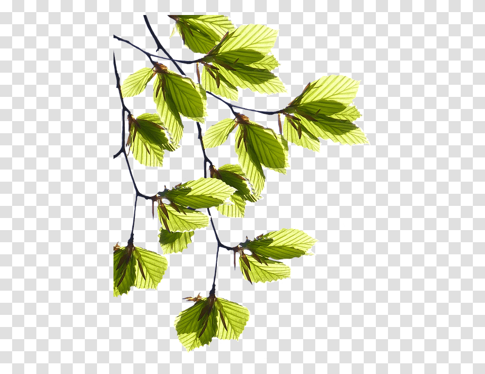 This Alt Value Should Not Be Empty If You Assign Primary, Leaf, Plant, Veins, Potted Plant Transparent Png