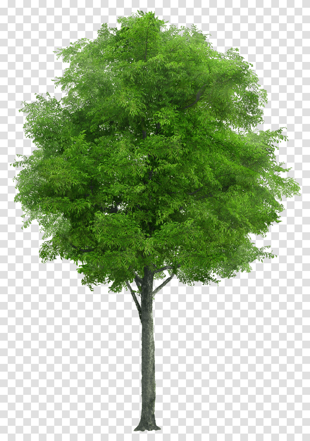 This Alt Value Should Not Be Empty If You Assign Primary Neem Tree, Plant, Maple, Cross Transparent Png