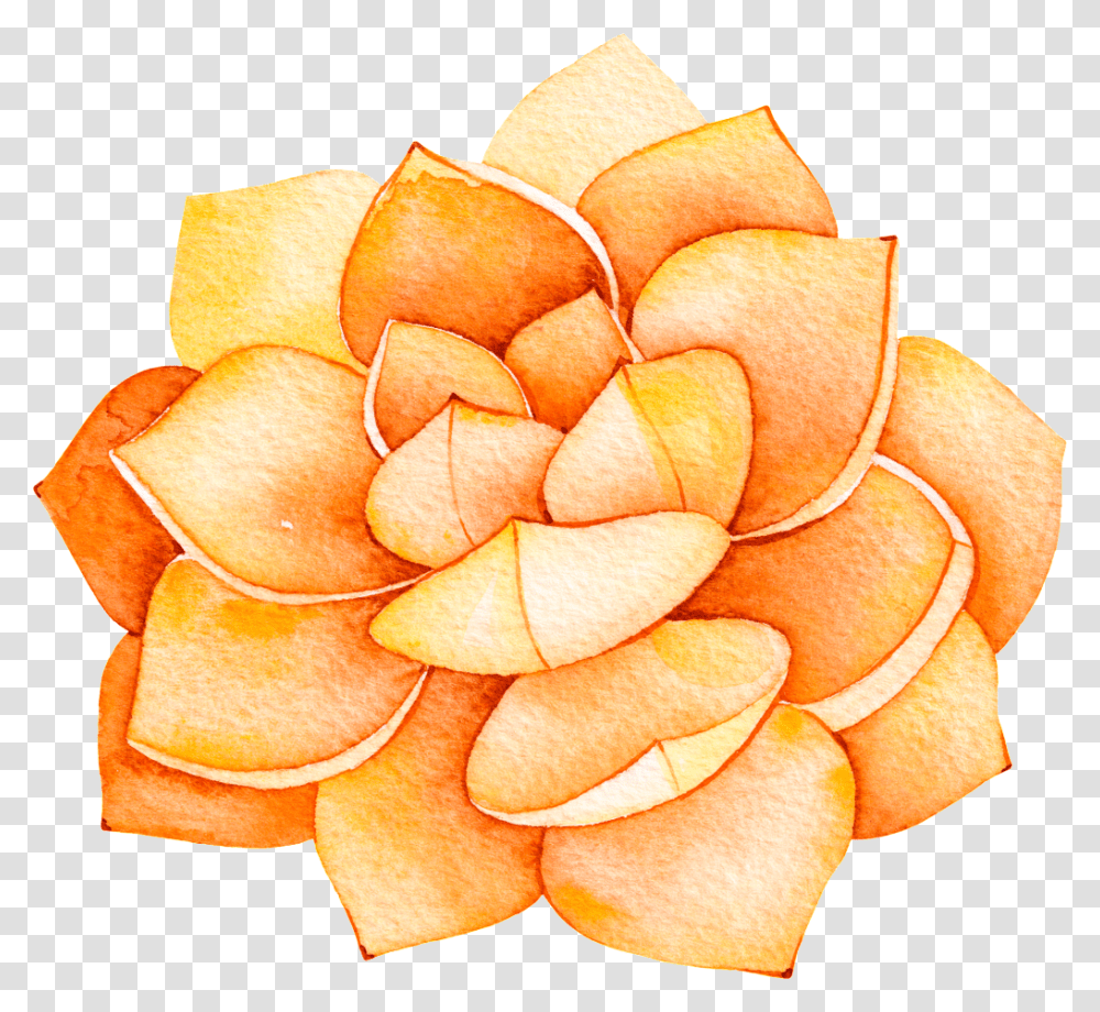 This Backgrounds Is Orange Flower Cartoon Plantas Suculentas A Acuarela, Peel, Petal, Blossom, Leaf Transparent Png