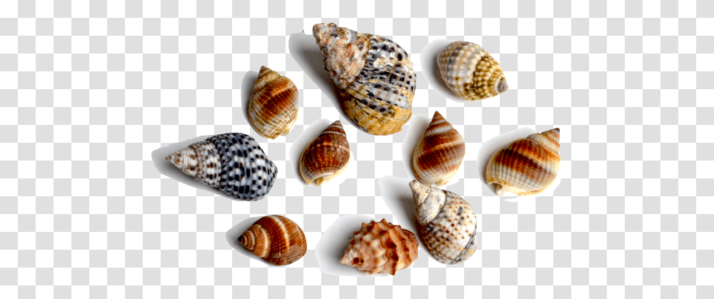 This Family Of Gastropods Includes A Large Variety Shell, Sea Life, Animal, Seashell, Invertebrate Transparent Png