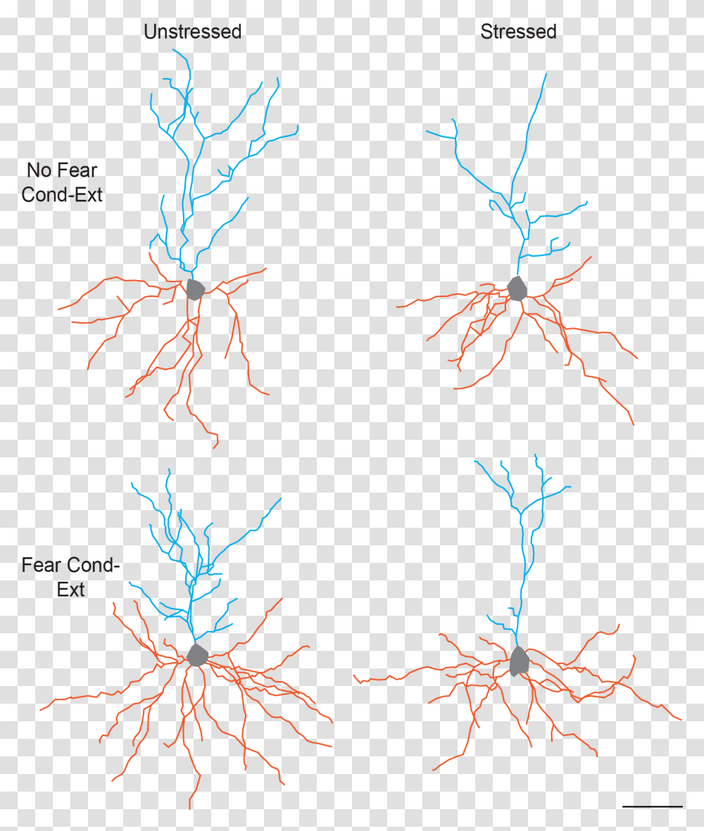 This Figure Illustrates The Separate And Combined Effects Neuron Morphology, Plant, Root, Painting Transparent Png