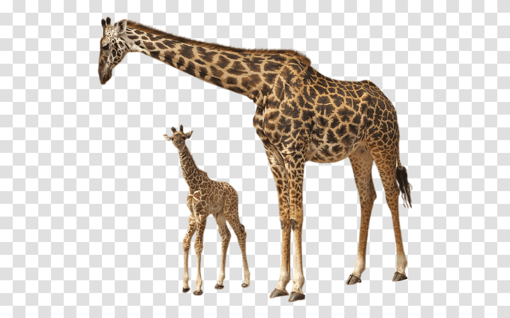 This File Is About Giraffes Animals Giraffe And Their Young Ones, Wildlife, Mammal Transparent Png
