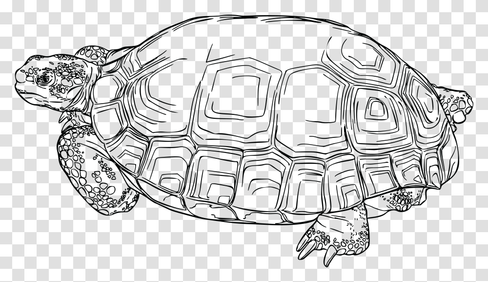 This Free Icons Design Of Desert Tortoise Desert Tortoise Clip Art, Turtle, Reptile, Sea Life, Animal Transparent Png