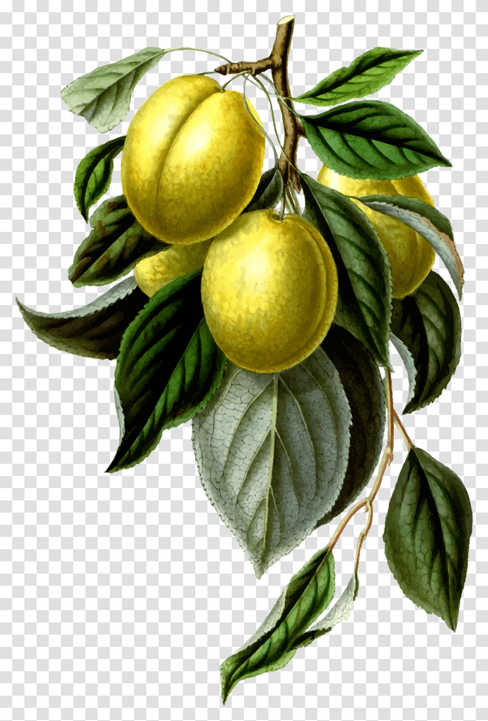 This Free Icons Design Of Golden Esperen Plum Lemon Vintage, Plant, Food, Fruit, Produce Transparent Png