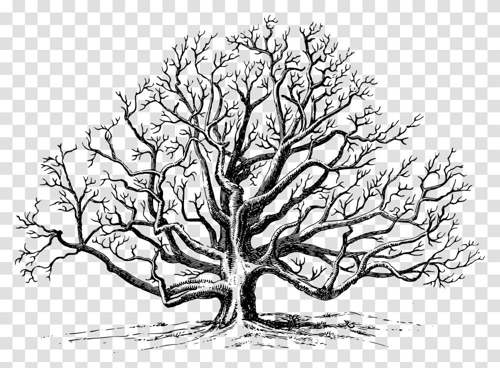 This Free Icons Design Of Walnut Tree Black Walnut Tree Drawing, Gray, World Of Warcraft Transparent Png