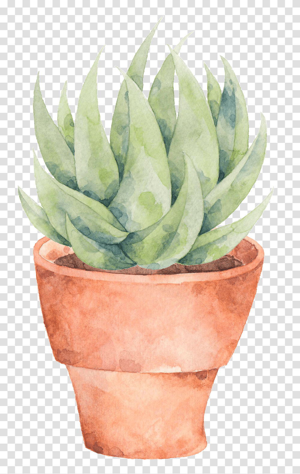 This Graphics Is A Plate Of Aloe About Watercolor Succulent In Pot, Plant, Pineapple, Fruit, Food Transparent Png