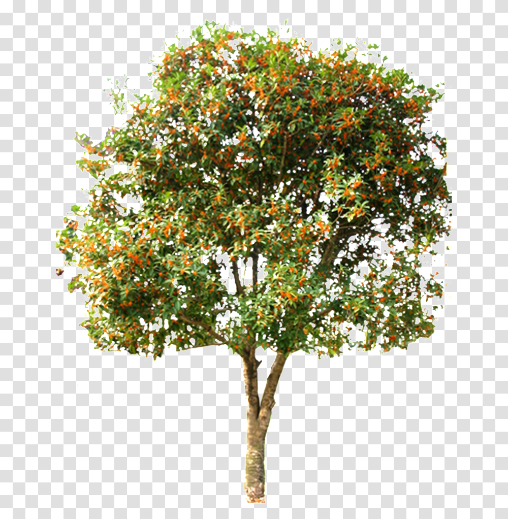 This Graphics Is Beautiful Hd Spring Tree Vector About Citrus Tree, Plant, Maple, Leaf, Tree Trunk Transparent Png