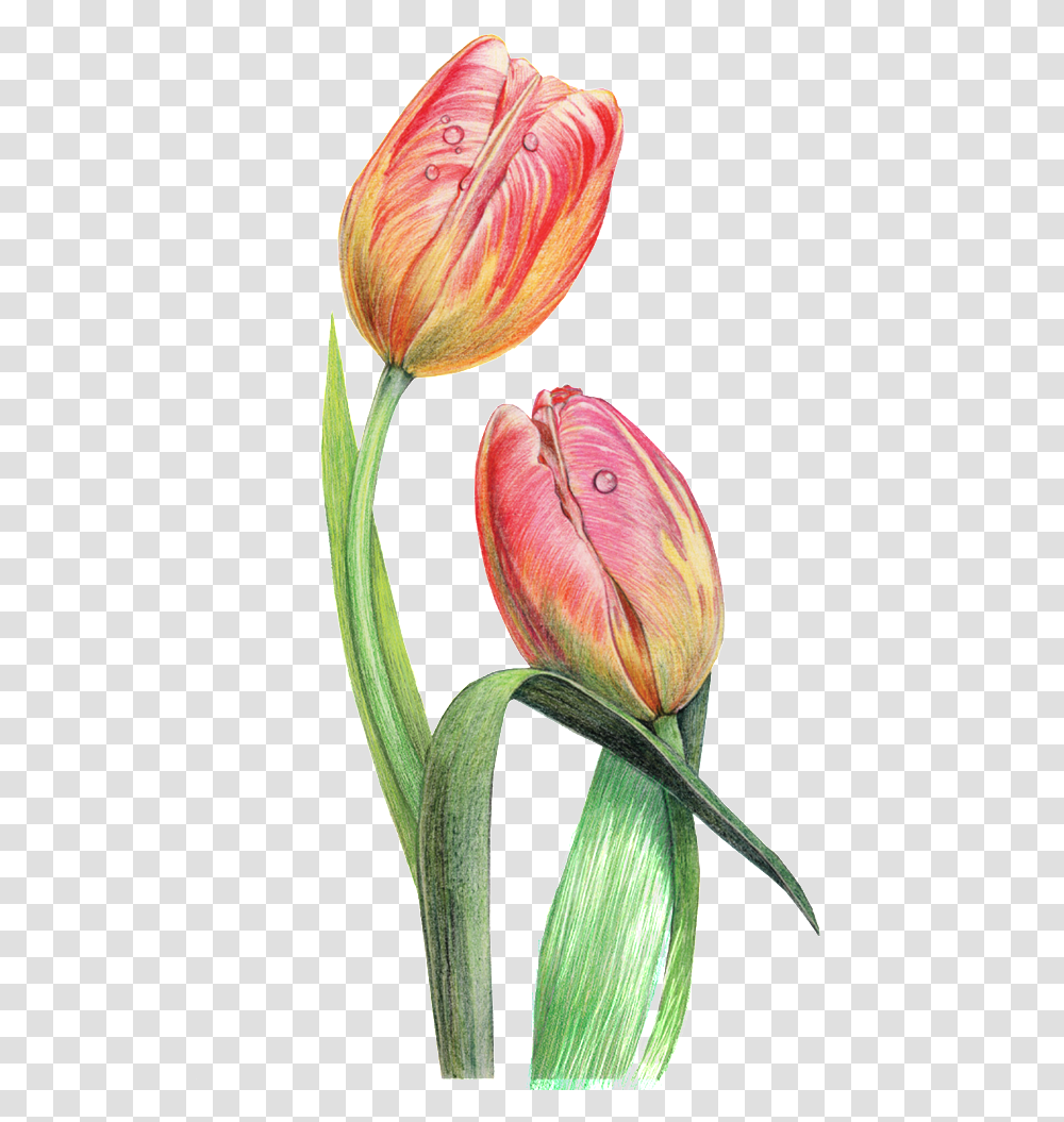 This Graphics Is Dewdrop Decorative Pattern About Flowers Tulip, Plant, Blossom, Bird, Animal Transparent Png