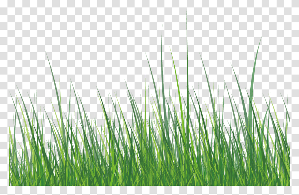 This Graphics Is Green Grass About Grass Roadside Grass Vector White, Plant, Lawn, Agropyron, Reed Transparent Png