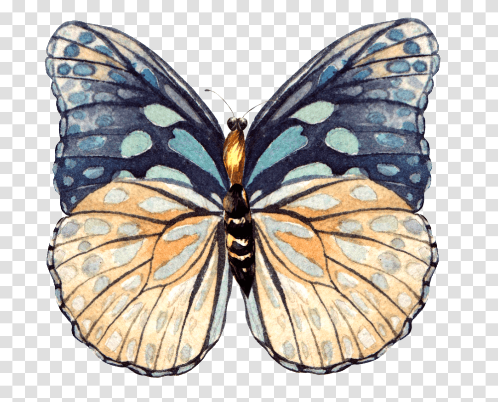This Graphics Is Hand Painted A Beautiful Butterfly Swallowtail Butterfly, Insect, Invertebrate, Animal Transparent Png