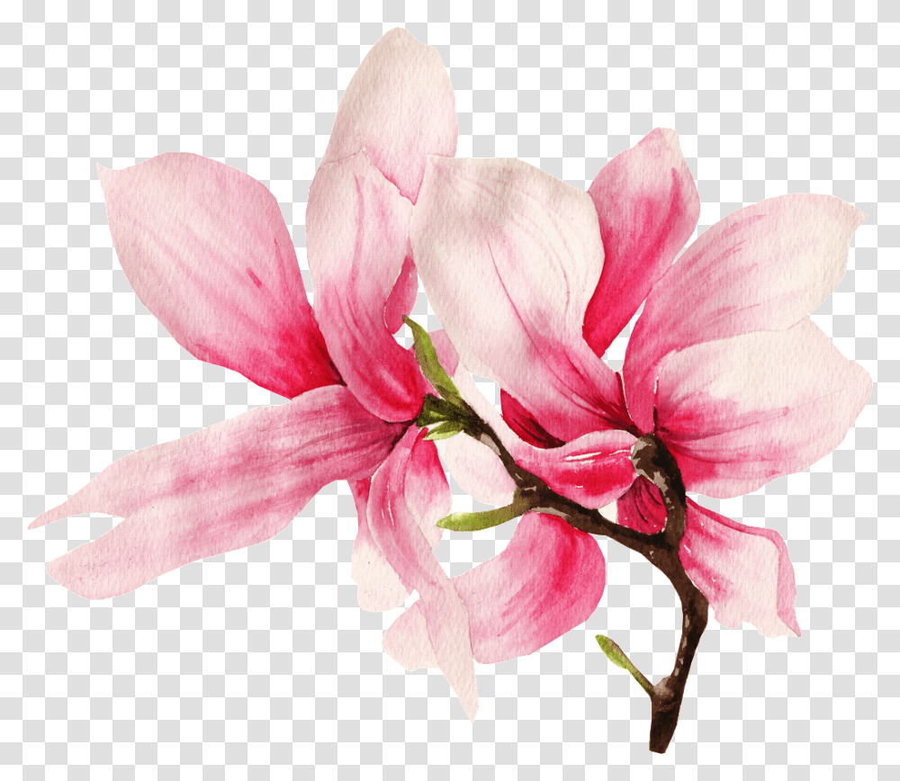 This Graphics Is Hand Painted Two Magnolia Flowers Magnolia, Plant, Amaryllis, Blossom, Geranium Transparent Png