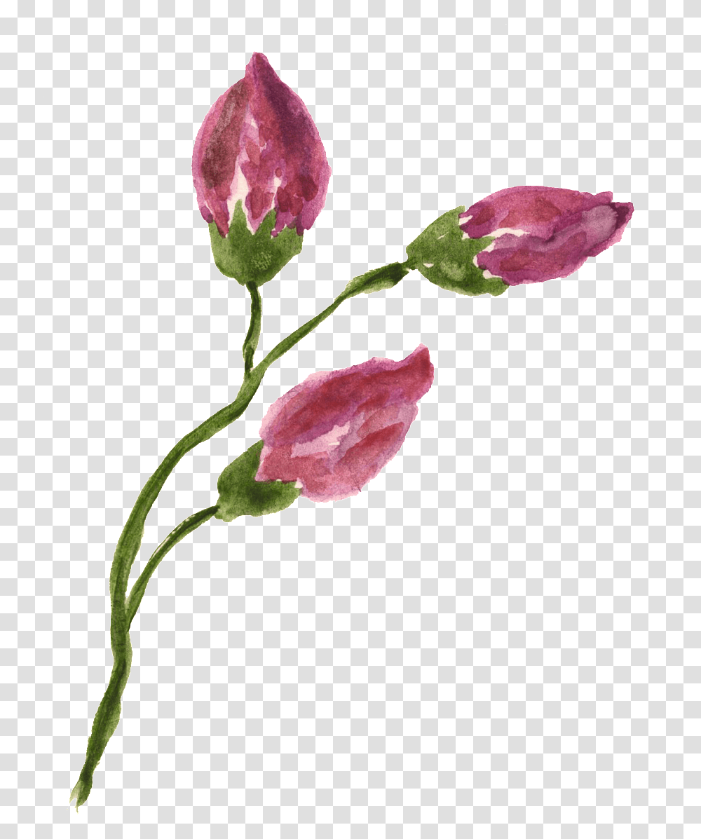 This Graphics Is Rose Flower Branch Decorative Freesia, Plant, Petal, Blossom, Bud Transparent Png