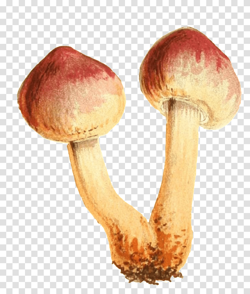 This Graphics Is Two Small Mushrooms Connected To The Shiitake, Fungus, Plant, Agaric, Amanita Transparent Png