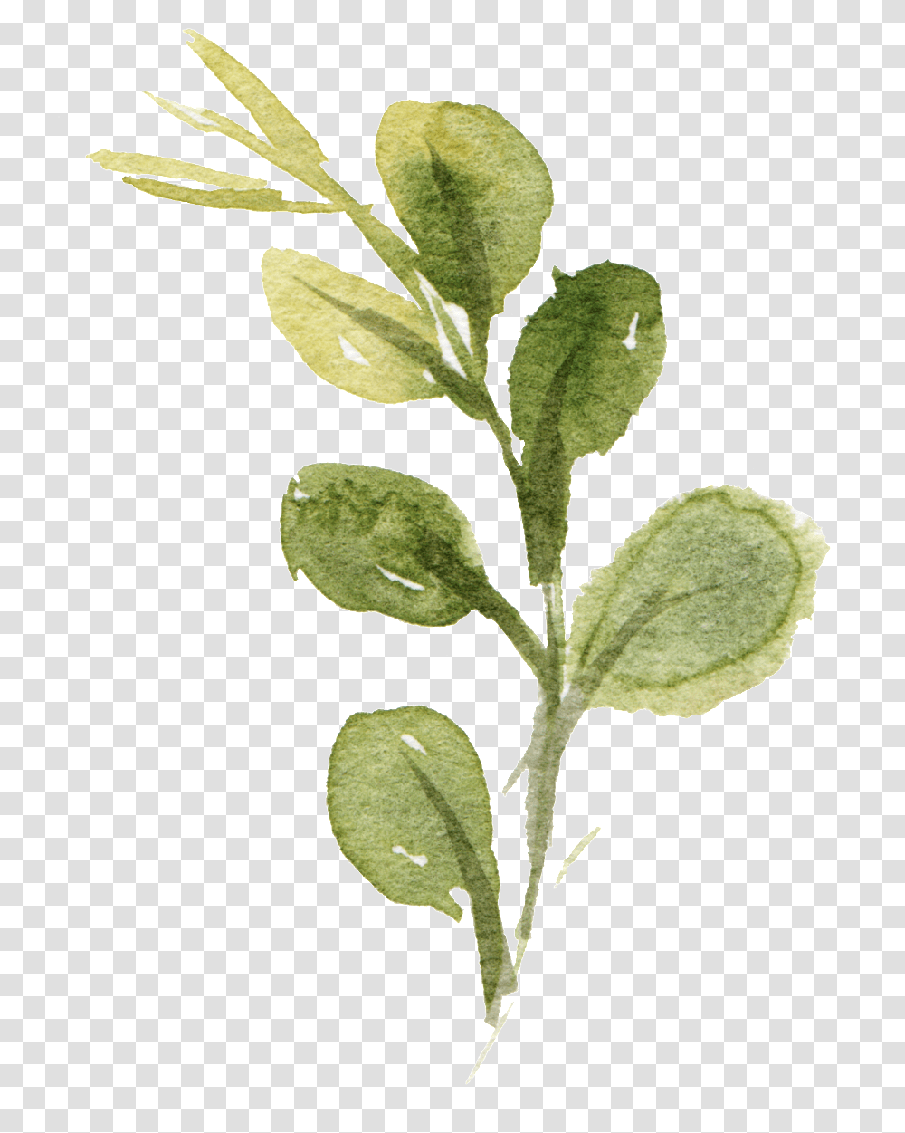 This Graphics Is Watercolor Hand Drawn Leaf About Leaves Free Watercolor, Plant, Spinach, Vegetable, Food Transparent Png