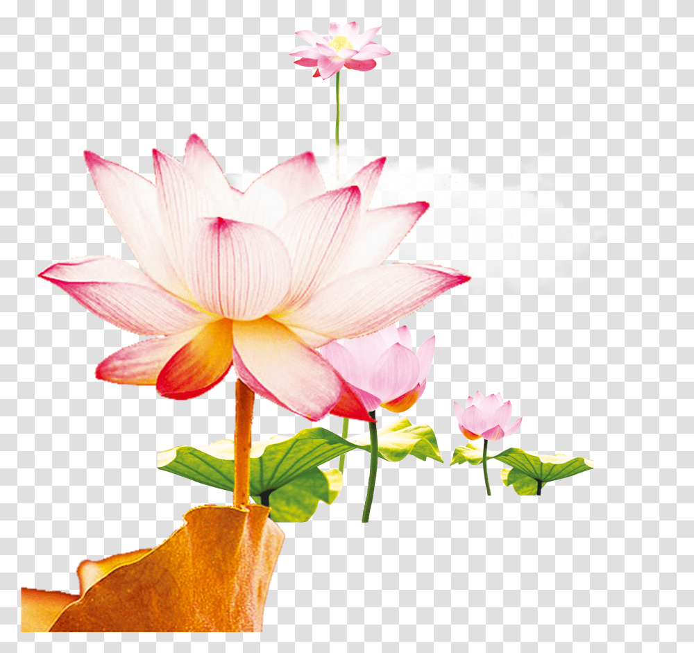 This Graphics Is Wen Hao Fresh Hand Painted Lotus Flower, Plant, Petal, Pond Lily, Dahlia Transparent Png