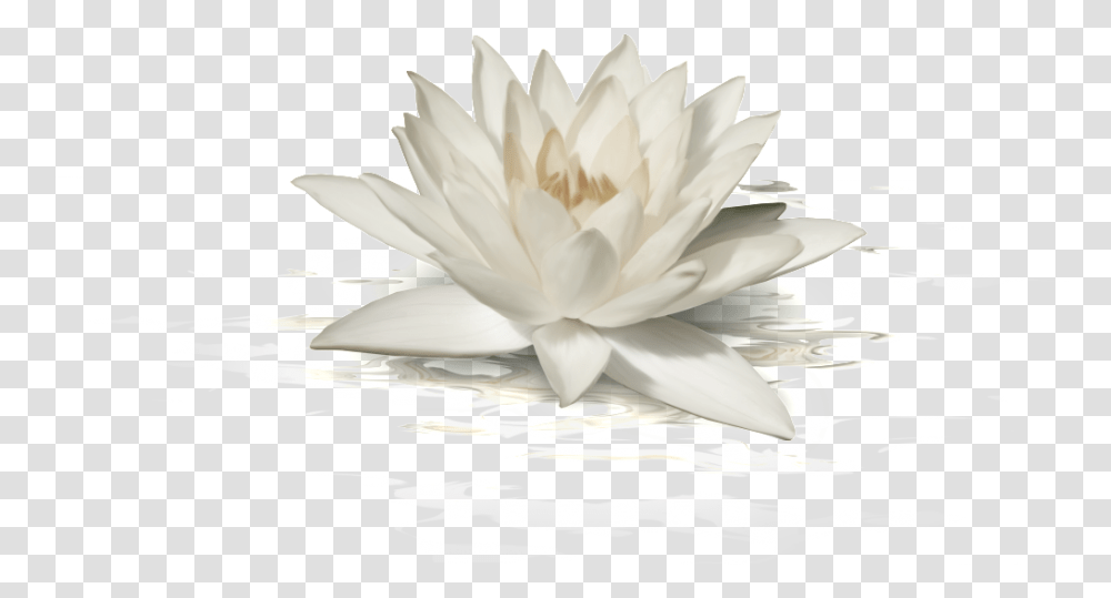 This Graphics Is White Lotus About Fashionlotuspng, Plant, Lily, Flower, Blossom Transparent Png