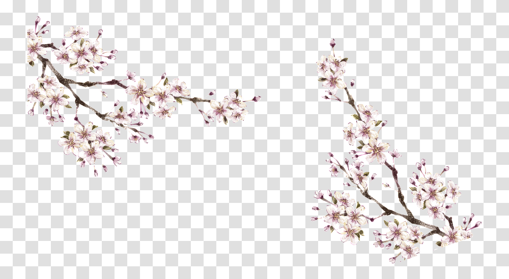 This Graphics Is Winter Plum About Winter Plum Portable Network Graphics, Plant, Flower, Blossom, Cherry Blossom Transparent Png