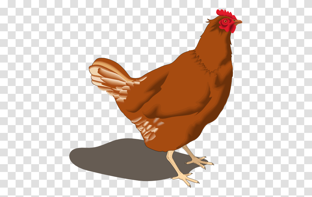 This Hen Clip Art Is, Chicken, Poultry, Fowl, Bird Transparent Png