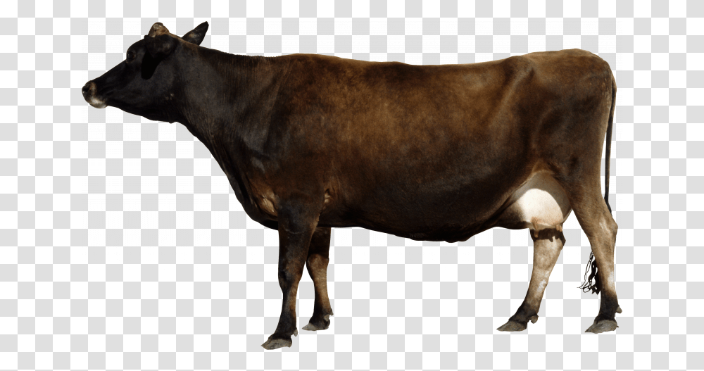 This High Resolution Cow Icon Clipart Brown Cow, Bull, Mammal, Animal, Cattle Transparent Png