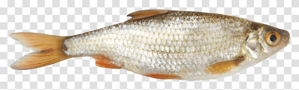 This High Resolution Fish Picture Roach Fish, Animal, Herring, Sea Life, Sardine Transparent Png