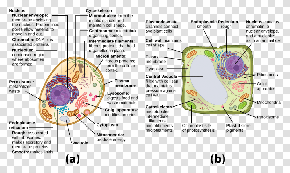 This Illustration Shows A Typical Eukaryotic Animal Plant Cell Cytoskeleton Clipart, Plot, Flyer, Diagram Transparent Png