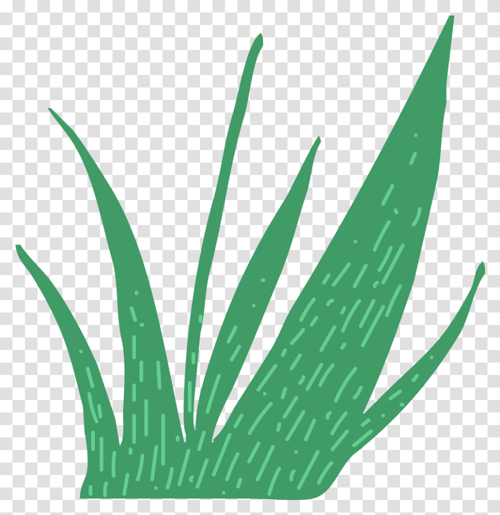 This Is A Sticker Of Grass Agave Azul, Aloe, Plant, Leaf Transparent Png