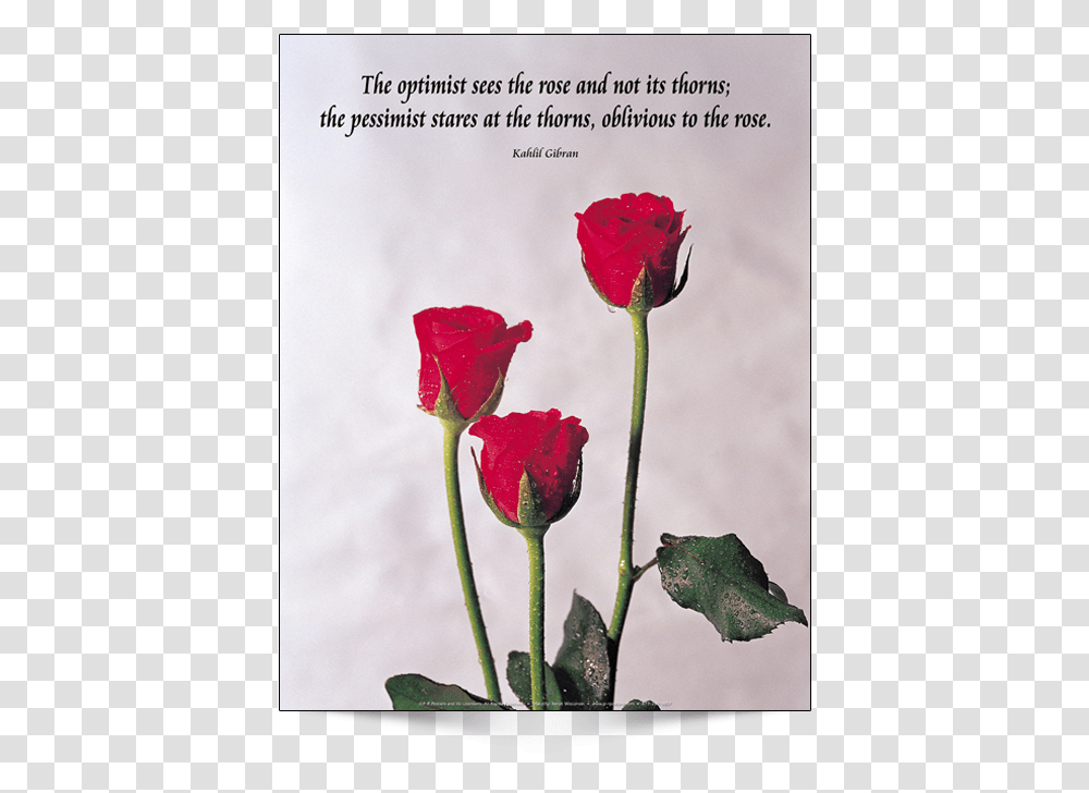 This Is The English Version Of Poster Design Optimist See The Rose, Flower, Plant, Blossom, Geranium Transparent Png