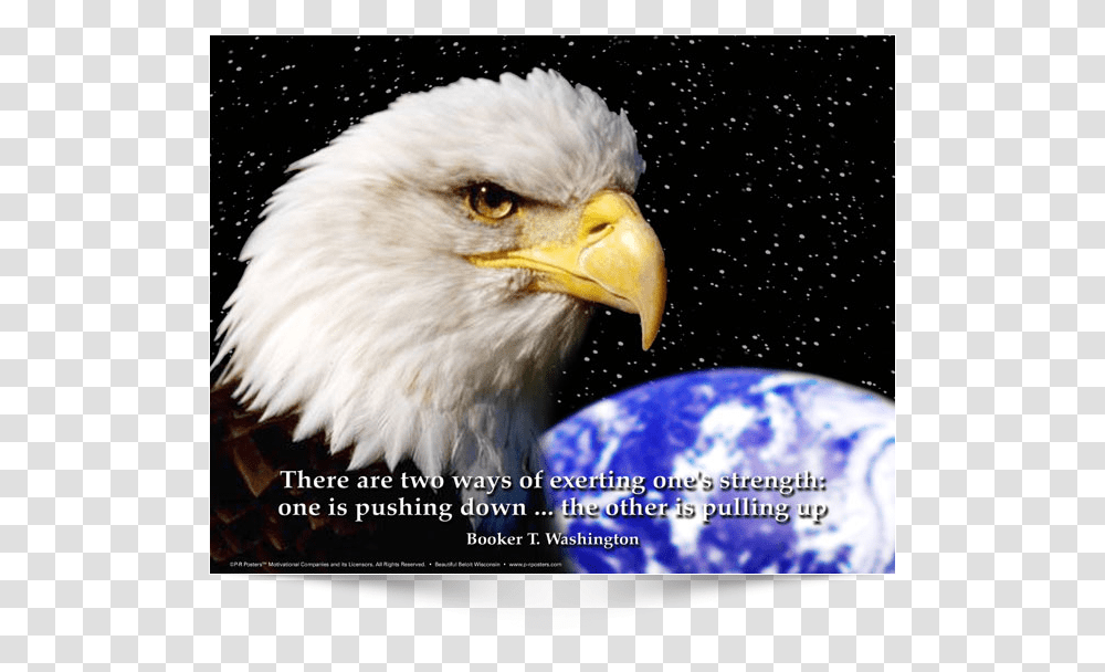 This Is The English Version Of Poster Design Patriotic Eagle, Bird, Animal, Chicken, Poultry Transparent Png