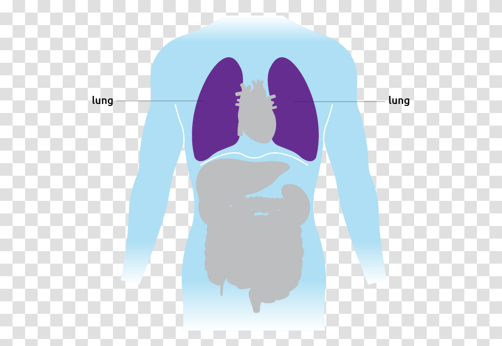 This Is Where The Lungs Are Situated In The Torso Illustration, Shoulder, Neck Transparent Png
