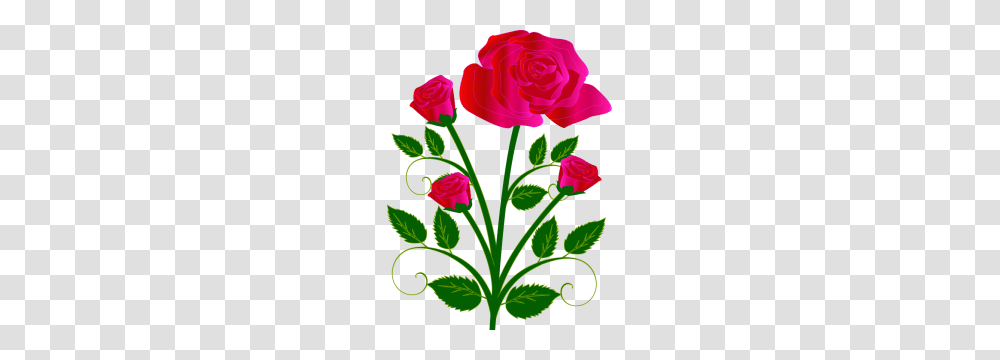 This Nice Red Roses Clip Art, Plant, Flower, Blossom, Carnation Transparent Png