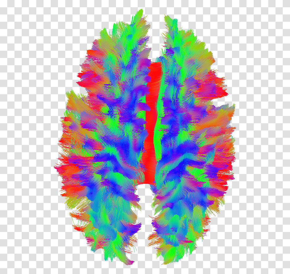 This Picture Illustrates The Nerve Fibers Of The Brain, Apparel, Scarf, Feather Boa Transparent Png