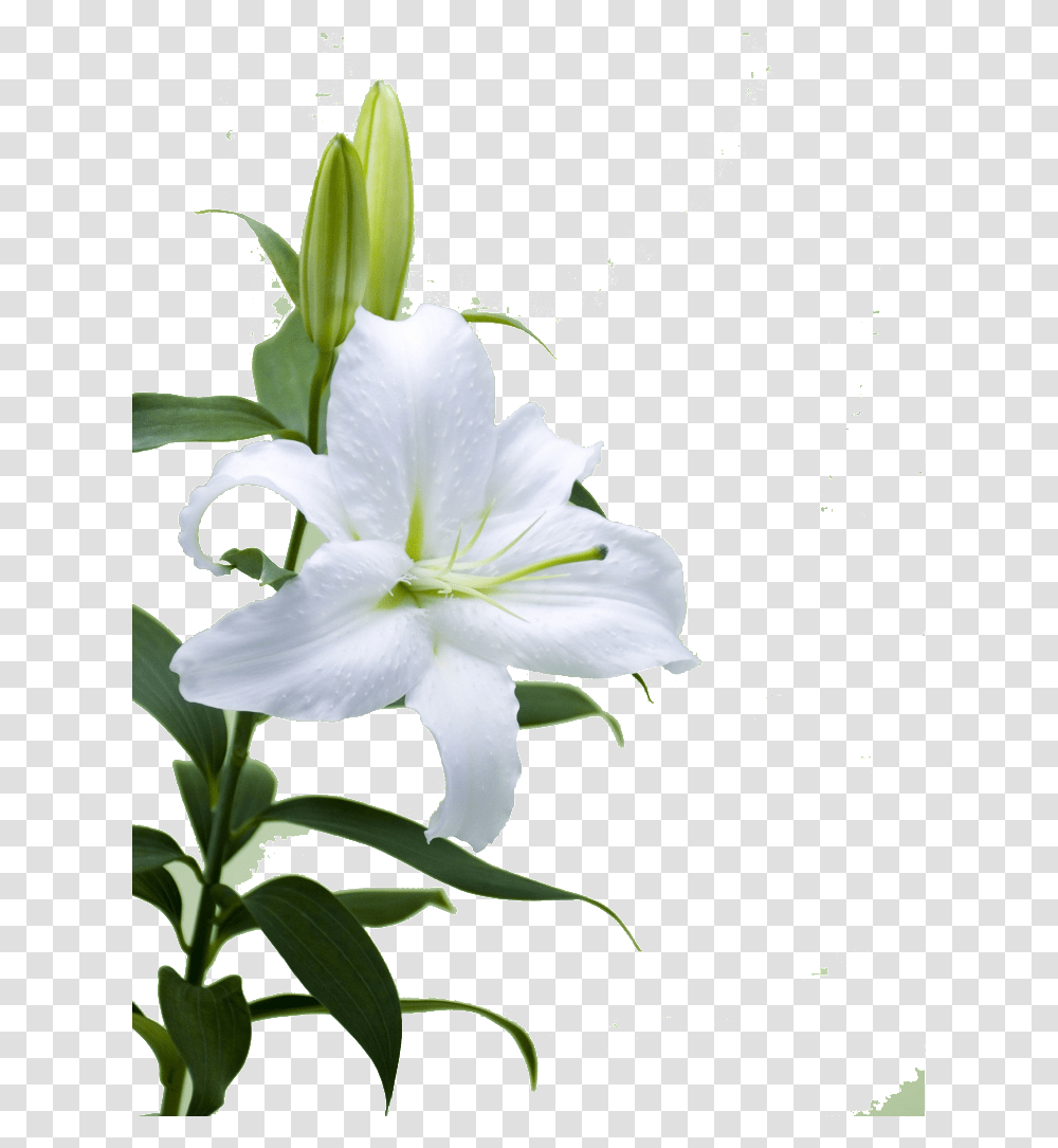 This Product Design Is Hd Lily Flower Free Illustration, Plant, Blossom, Pollen, Iris Transparent Png